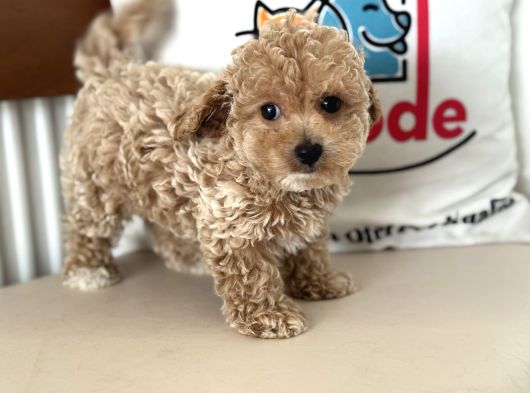 Wc Eğitimli Kore Maltipoo Lar Yasal Ruhsatlı Çiftlikden görsel