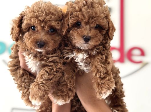Wc Eğitimli Kore Maltipoo Lar Yasal Ruhsatlı Çiftlikden görsel