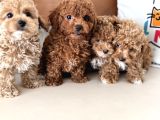 Wc Eğitimli Kore Maltipoo Lar Yasal Ruhsatlı Çiftlikden