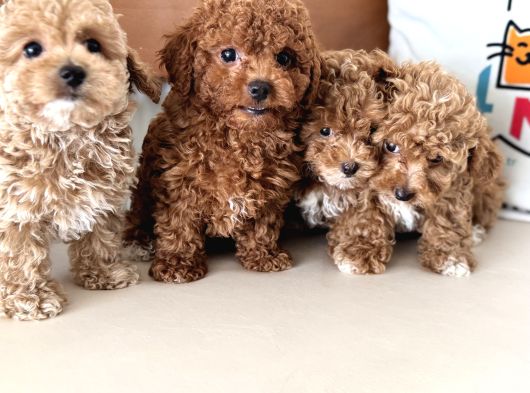 Wc Eğitimli Kore Maltipoo Lar Yasal Ruhsatlı Çiftlikden