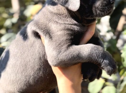 Anatomi Harikası Irk Garantili Cane Corso Yavrular görsel