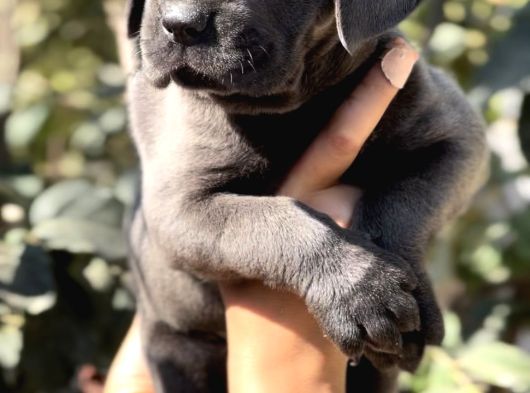 Anatomi Harikası Irk Garantili Cane Corso Yavrular görsel