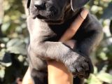 Anatomi Harikası Irk Garantili Cane Corso Yavrular