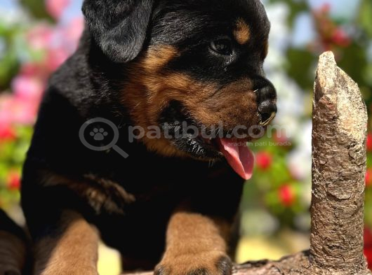 Heybetli Anatomi Harikası Rottweiler Yavrular görsel
