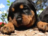 Heybetli Anatomi Harikası Rottweiler Yavrular