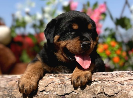 Heybetli Anatomi Harikası Rottweiler Yavrular