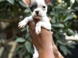 A Kali̇te Erkek Di̇şi̇ Frenc Buldog Yavrular