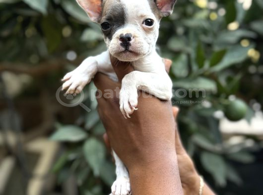 A KALİTE ERKEK DİŞİ FRENC BULDOG YAVRULAR