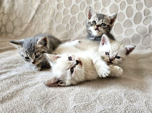 British Shorthair Yavrular