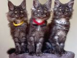 Show class Maine Coon Black Smoke Yavrular