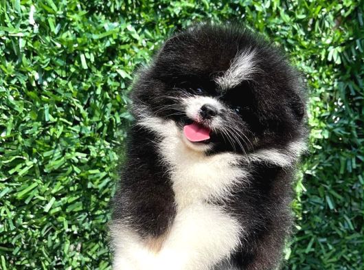 Evraklı Renk Renk Çok Tatlı Pomeryan Bebekleri görsel