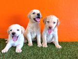 Şampanya labrador retriver yavrular