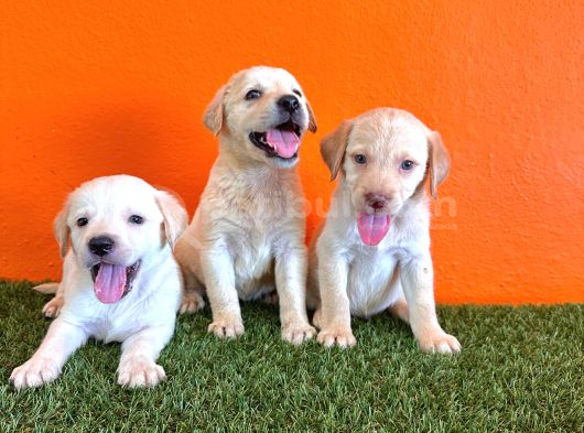 Şampanya Labrador Retriver Yavrular