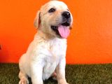 Şampanya Labrador Retriver Yavrular