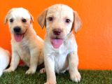 Şampanya Labrador Retriver Yavrular