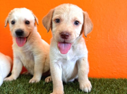 Şampanya Labrador Retriver Yavrular görsel