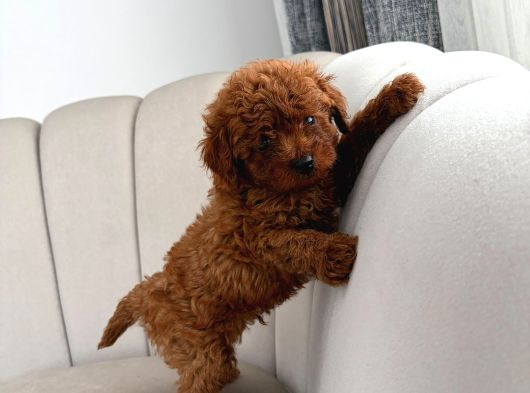 Kore Ve Toy Poodle Yavrularimiz Hazir görsel