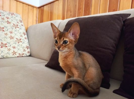 Muhteşem Tüylü Tüy Dökmeyen Zeki̇ Safkan Habeş Kedi̇si̇ görsel