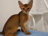 Muhteşem Tüylü Tüy Dökmeyen Zeki̇ Safkan Habeş Kedi̇si̇