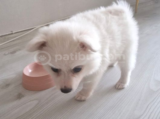 Luna Yavrumuz yeni Yuvasını arıyor 2 aylık Japon Spitz