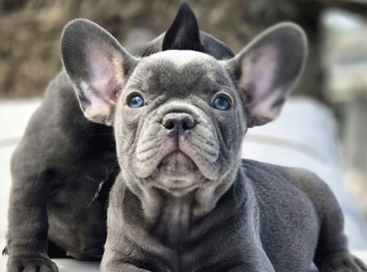 EFSANE BLUE FRENCH BULLDOG YAVRULARI İSTANBUL