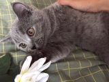 British Shorthair Yavru Kedi