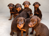 Kizil-Si̇yah Doberman Yavrularimiz Hazir