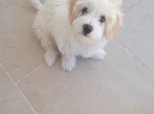 Maltese Terier 2 Buçuk  Aylık Çocuklar