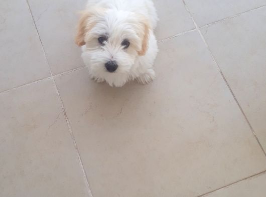 Maltese Terier 2 Buçuk  Aylık Çocuklar görsel