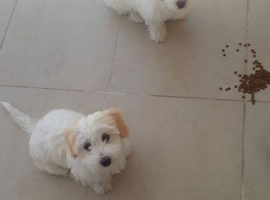 Maltese Terier 2 Buçuk  Aylık Çocuklar görsel