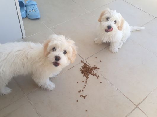 Maltese Terier 2 Buçuk  Aylık Çocuklar görsel