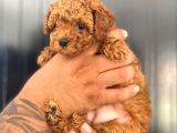 Kore Ve Toy Poodle Yavrularimiz Hazir