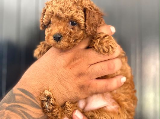 Kore Ve Toy Poodle Yavrularimiz Hazir