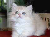 Türkiye De Ki Tek Safkan Secereli Munchkin-Cüce Yavrularım