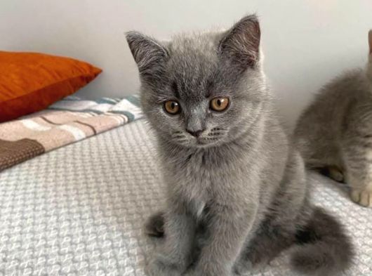 Aşırı Oyuncu Anne Altından Çok Güzel British Shorthair Yavru görsel