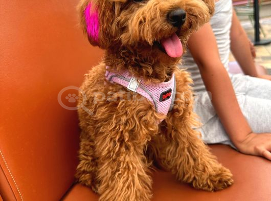 7 aylık dişi gerçek toy poodle İstanbul
