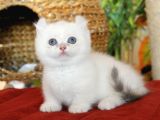 Türkiye De Ki Tek Safkan Secereli Munchkin-Cüce Yavrularım