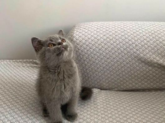 Aşırı Oyuncu Anne Altından Çok Güzel British Shorthair Yavru görsel