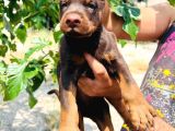 Kizil-Si̇yah Doberman Yavrularimiz Hazir