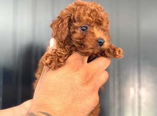 Kore Ve Toy Poodle Yavrularimiz Hazir görsel