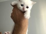 _2 Bri̇ti̇sh 2 Scoti̇sh_ Yeni̇ Yuvalarini Ariyoruz