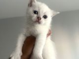 _2 Bri̇ti̇sh 2 Scoti̇sh_ Yeni̇ Yuvalarini Ariyoruz