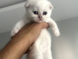_2 Bri̇ti̇sh 2 Scoti̇sh_ Yeni̇ Yuvalarini Ariyoruz