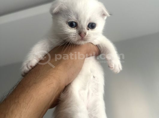 _2 Bri̇ti̇sh 2 Scoti̇sh_ Yeni̇ Yuvalarini Ariyoruz görsel