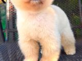 Pomeranian Boo Yavrularımız