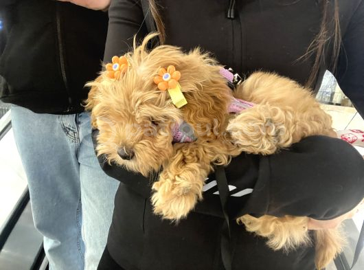 4 Aylık Maltipoo Yavru Tuvalet Eğitimli Ve Aşılı görsel