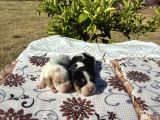 BEAGLE BİGIL