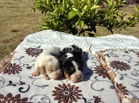 Beagle Bi̇gil