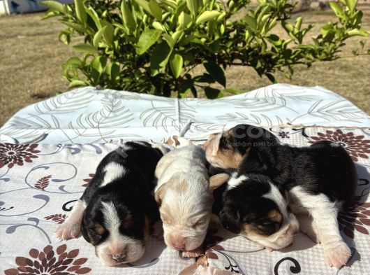 Beagle Bi̇gil görsel