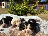 Beagle Bi̇gil